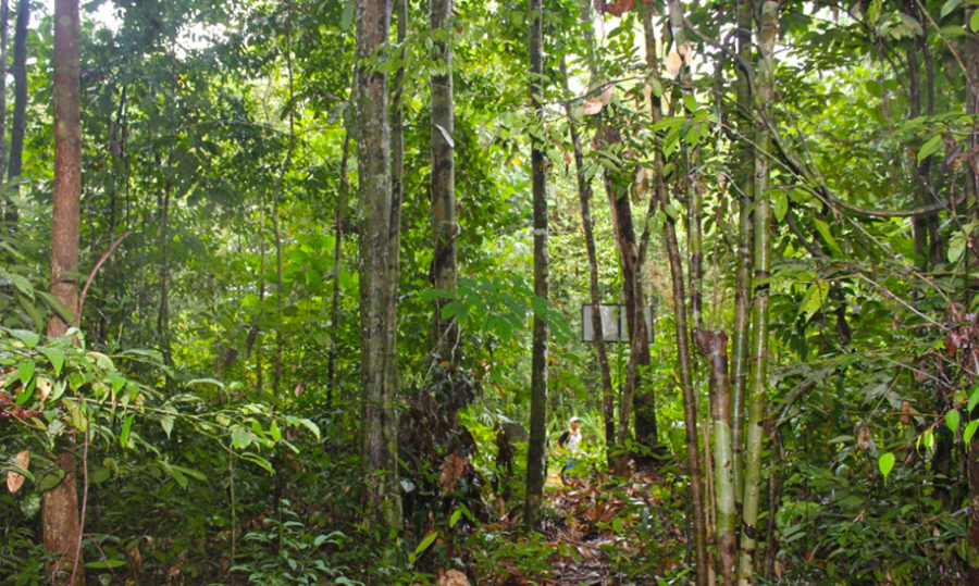 Sahang–Pangajid Forest - Seacology