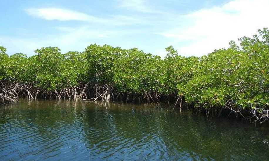 Seacology | Caracol Bay