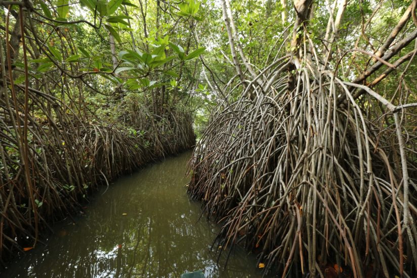 mangrove-swamp-seacology