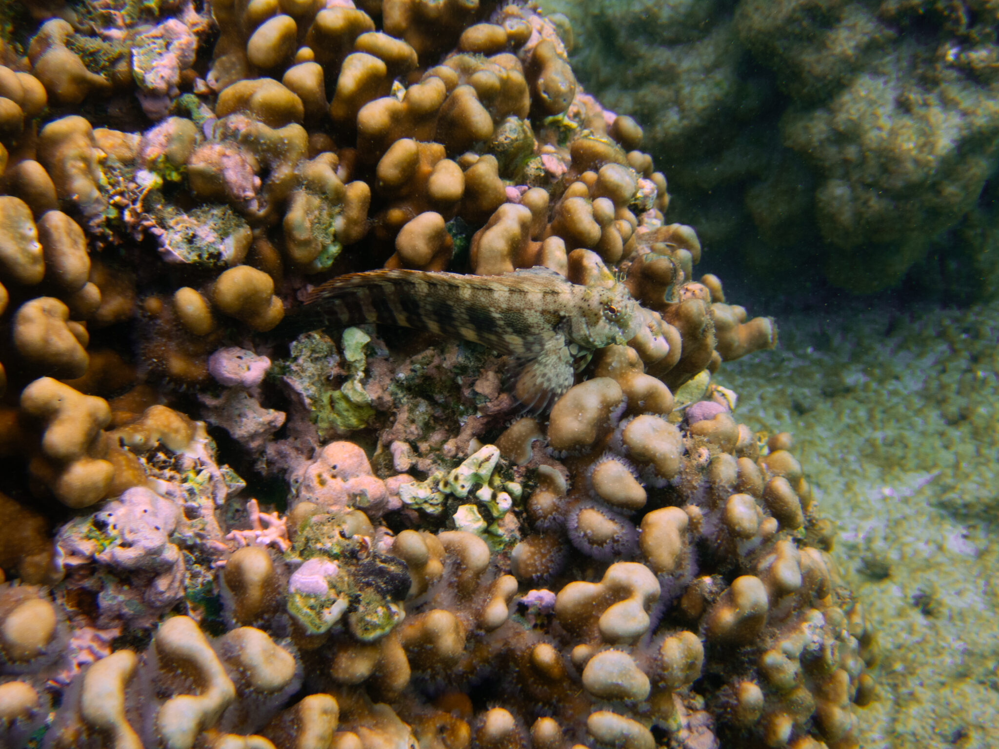 Fish hides in coral