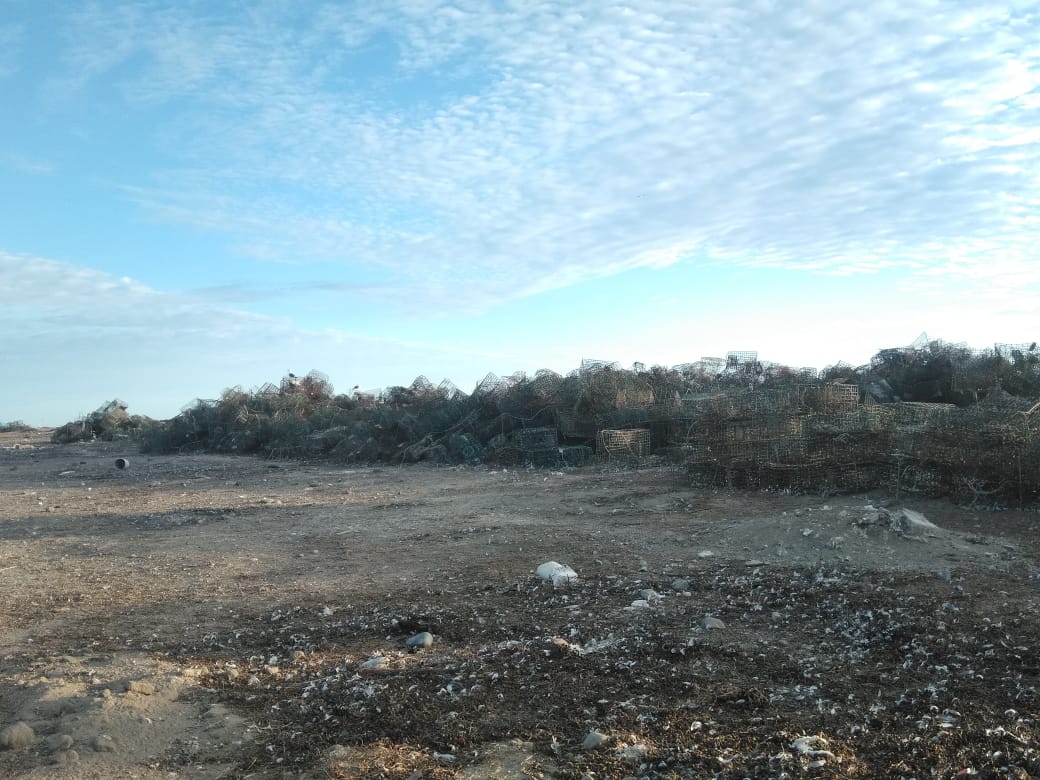 A large stretch of shore covered in old wire traps and other scrap metal