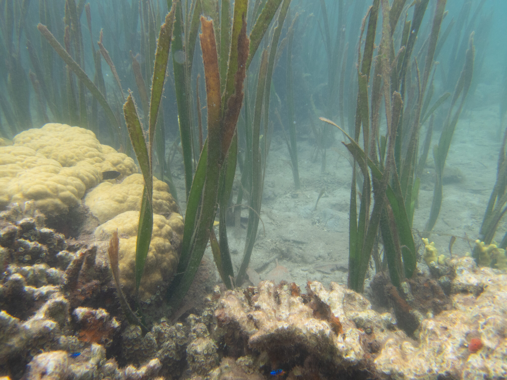 Underwater photo of seagrass