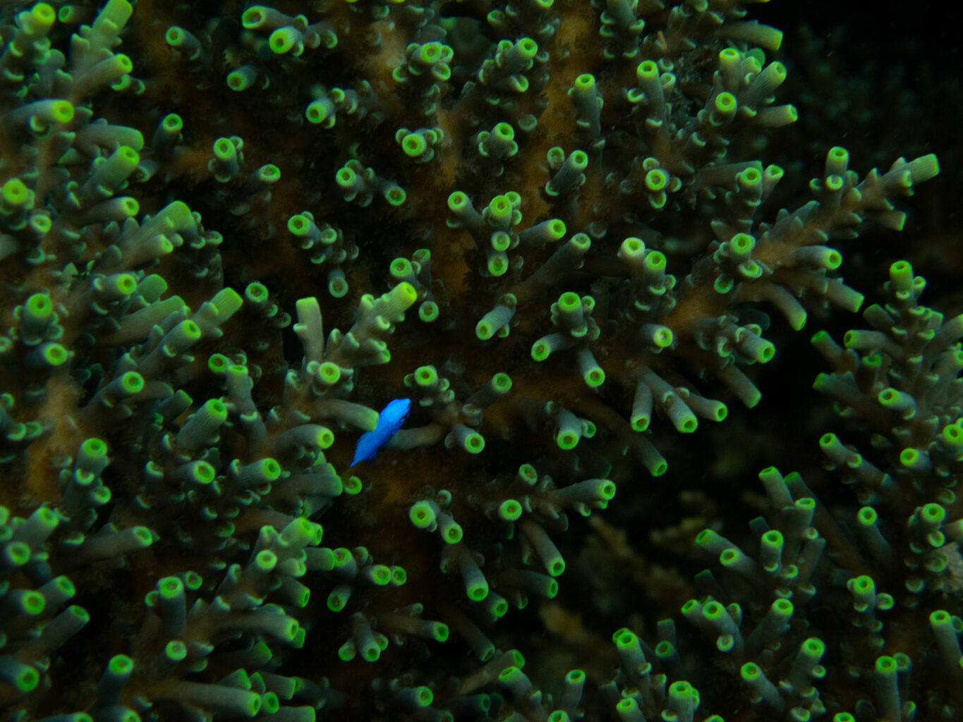 Closeup of green coral polyps with blue fish