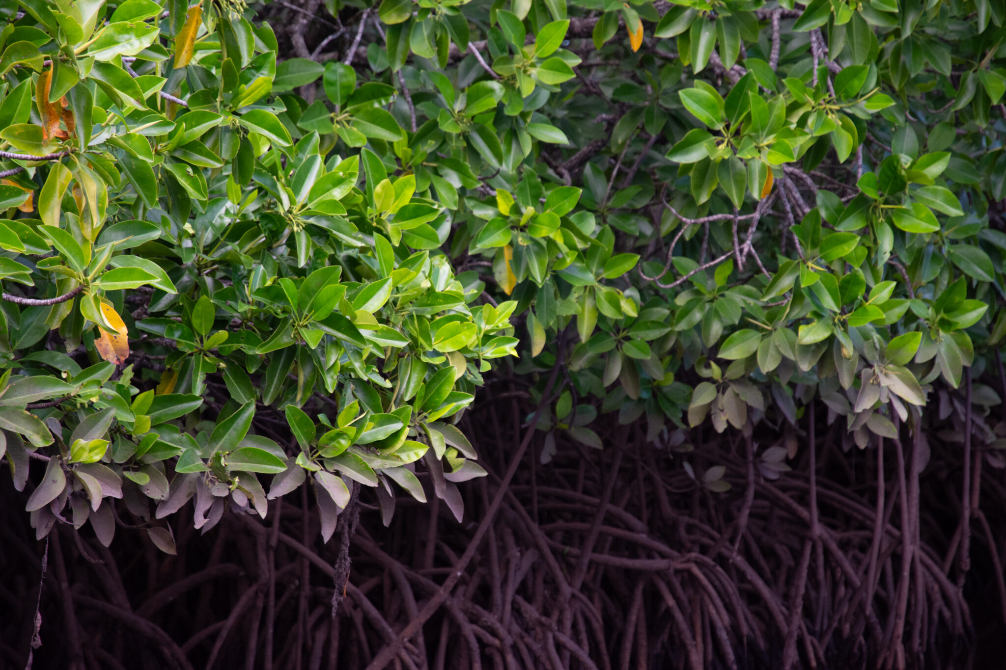 Closeup of mangrove leaves and branches