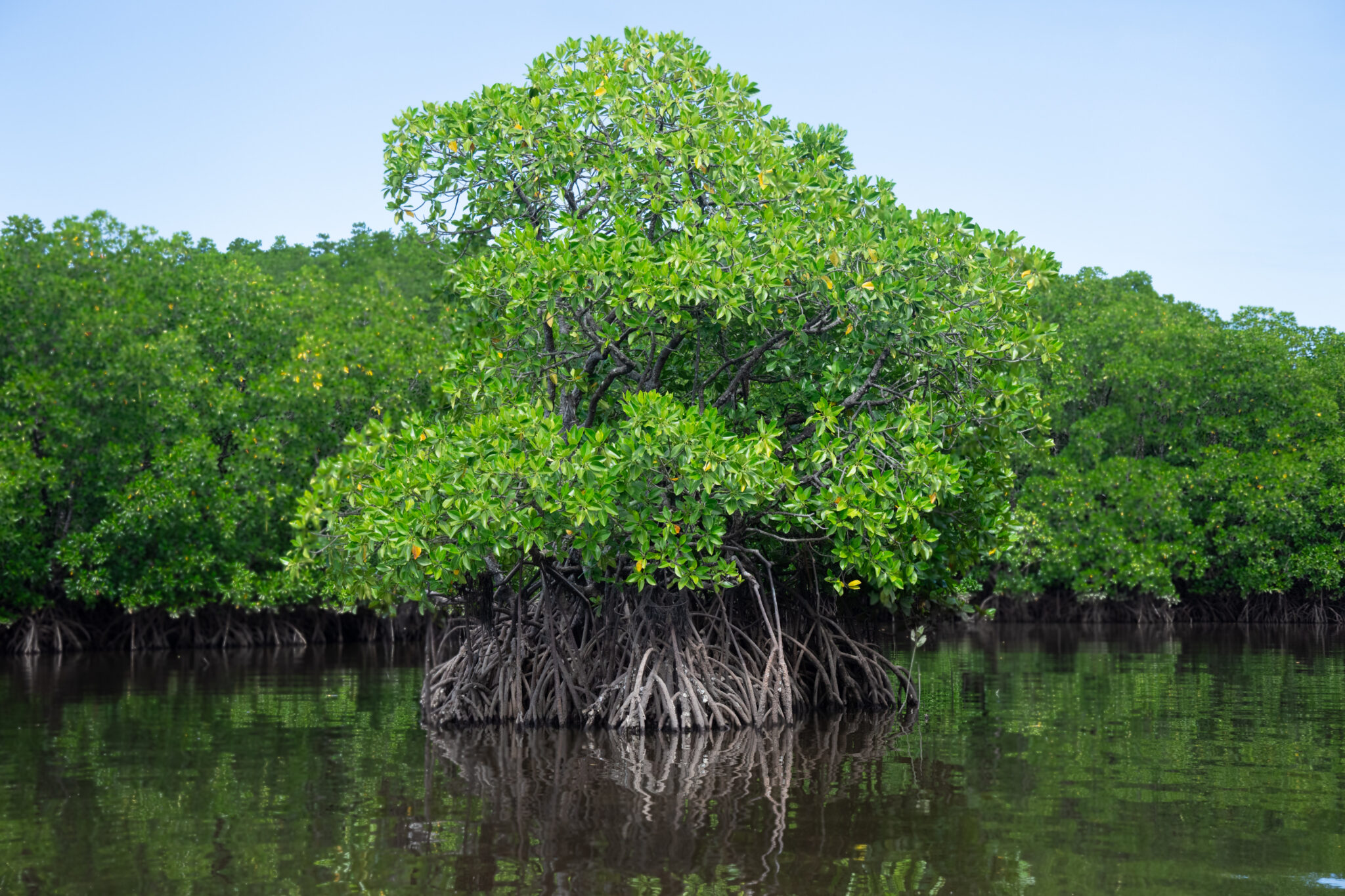 mangrove tree with roots submerged in water