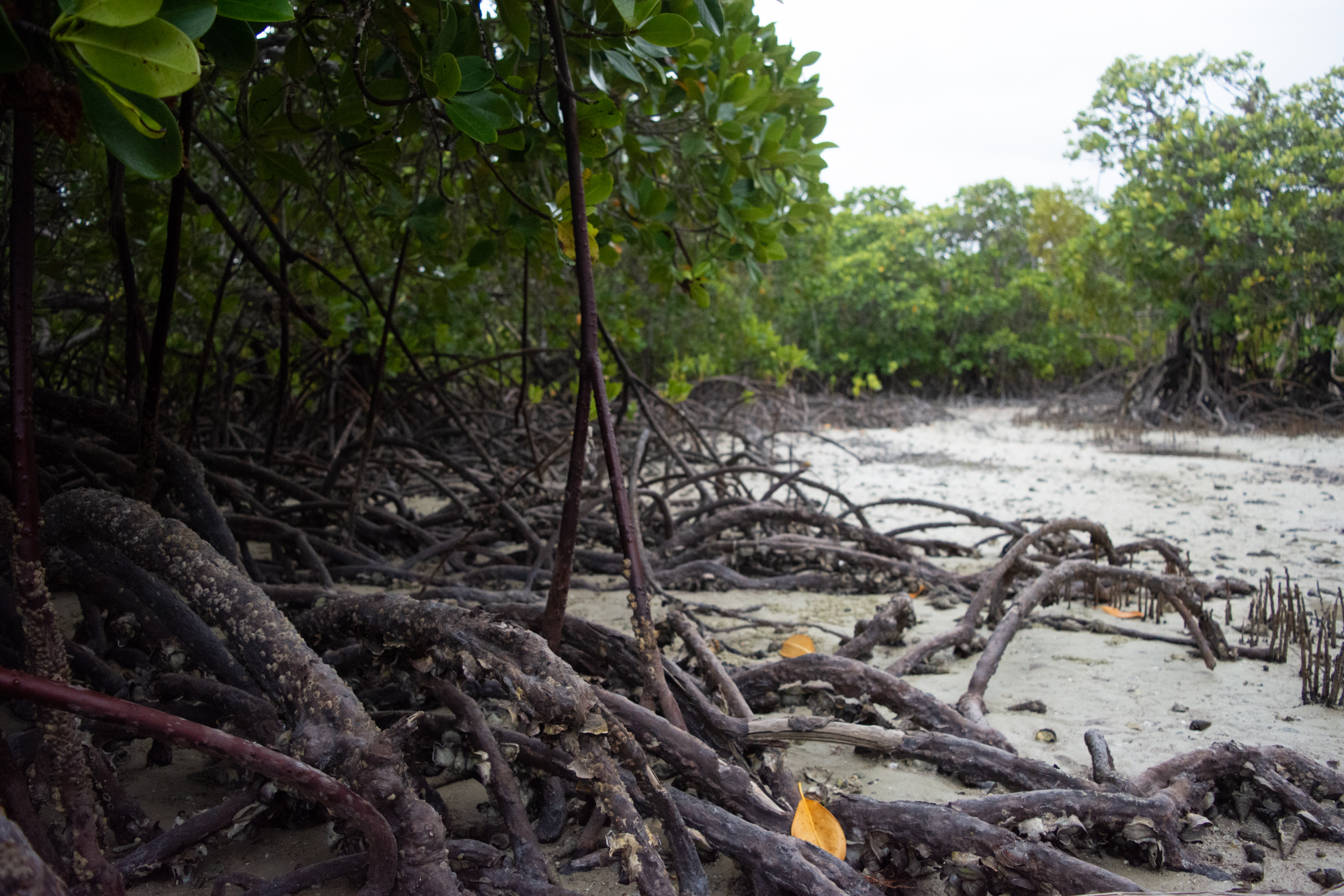 mangroves-seacology