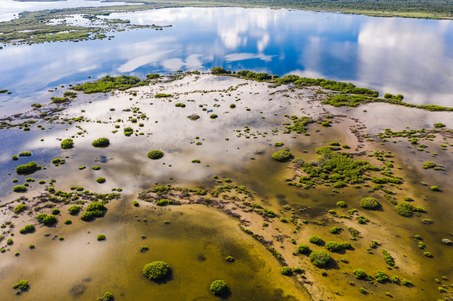 An aerial shot of shallow mangrove waters