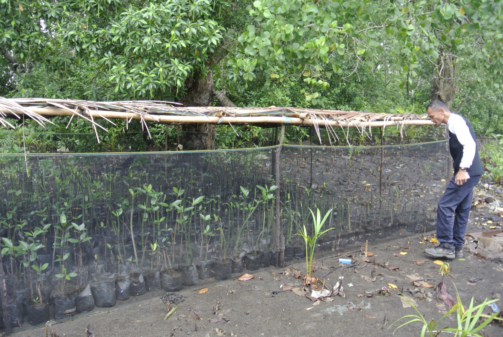 Man inspects mangrove nusery