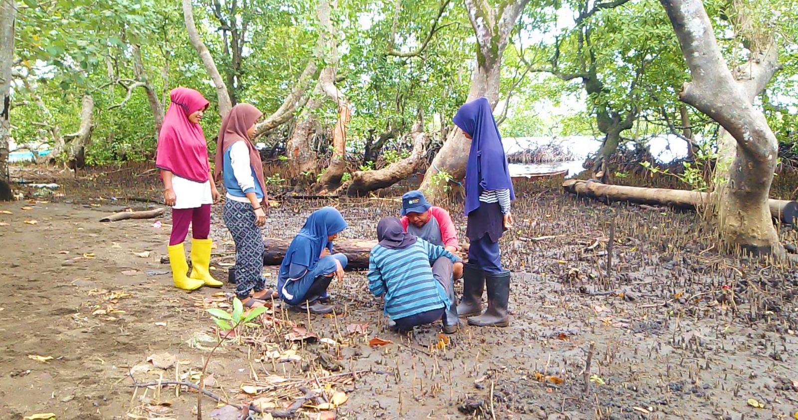 Six community members kneel to plant mangrove seedling