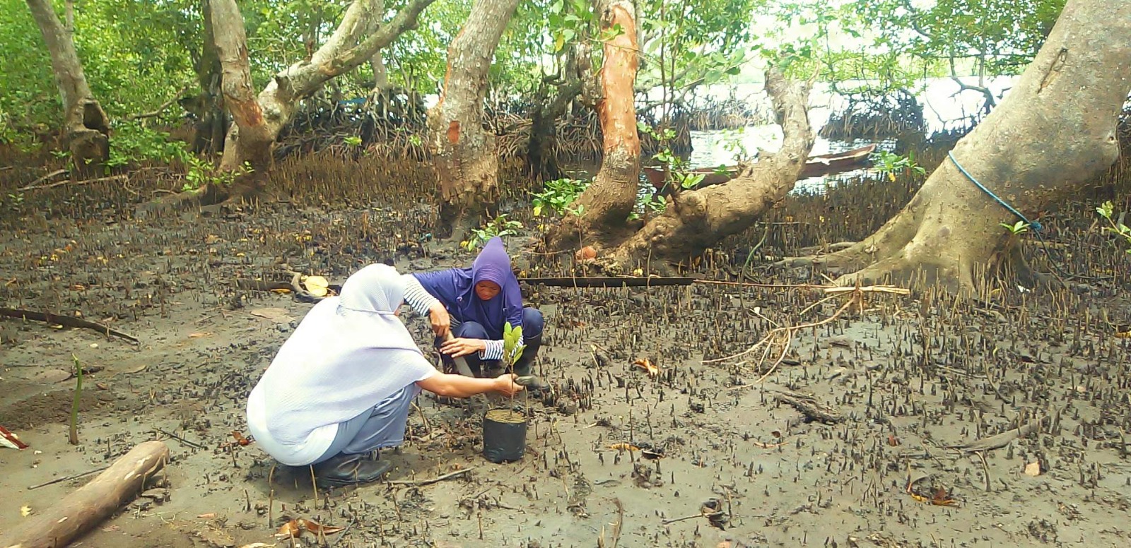 Two women plant a mangrove seedling