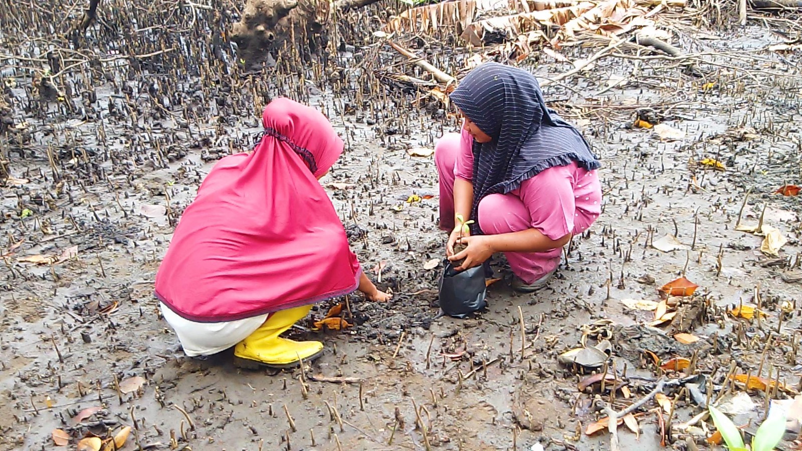 Two women plant mangroves