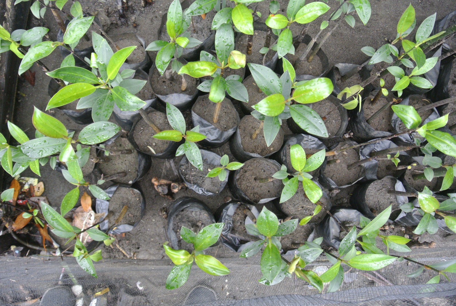 Mangove seedlings in pots, seen from above