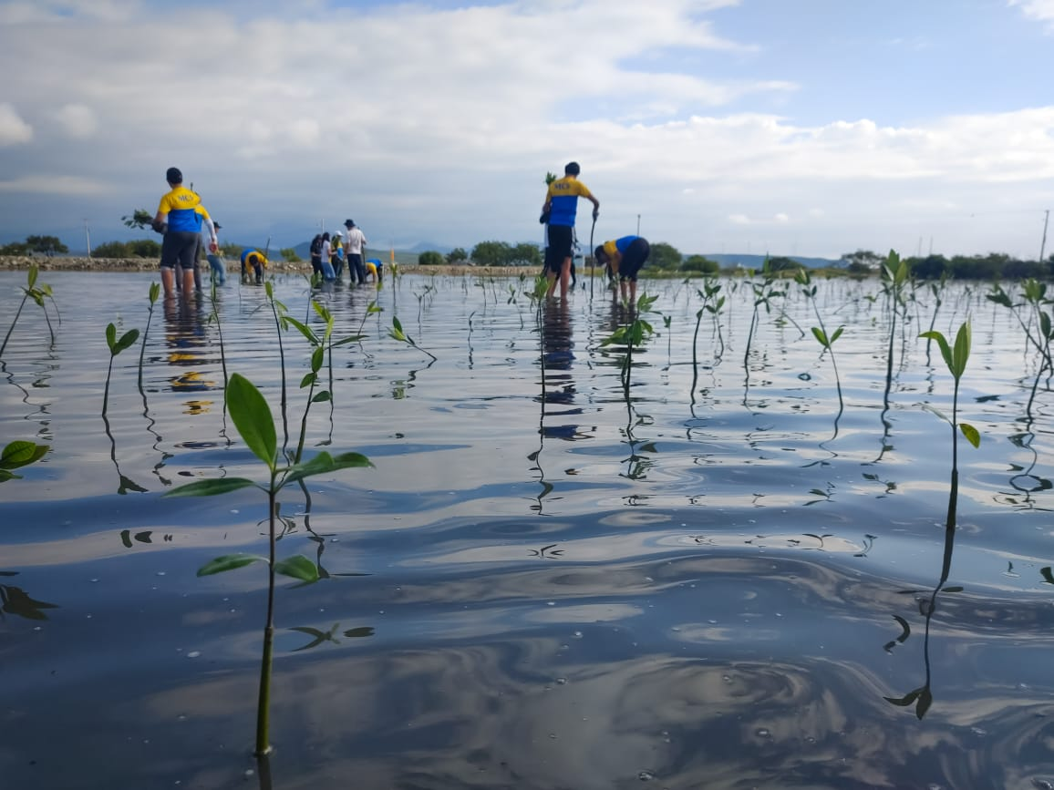 Mangrove seedlings growing out of the water with people planting them in the background