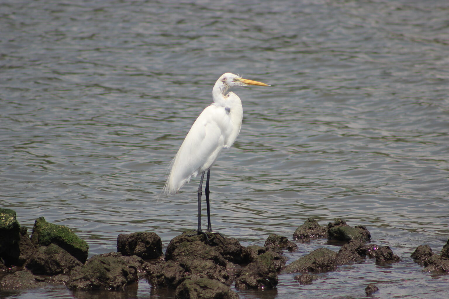 white water bird in San Lorenzo Bay