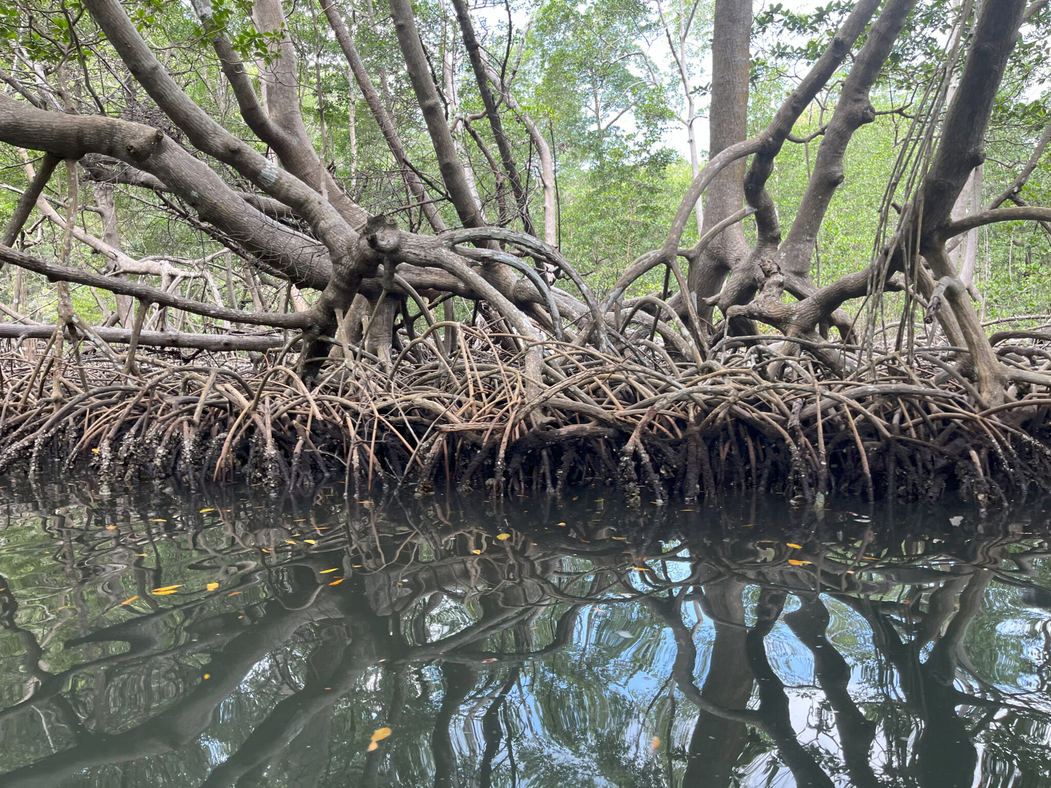 Mangrove roots seen from kayak