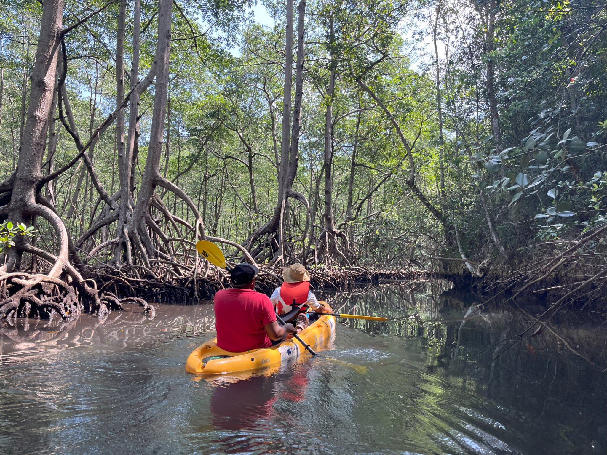 Kayakers paddle through mangroves