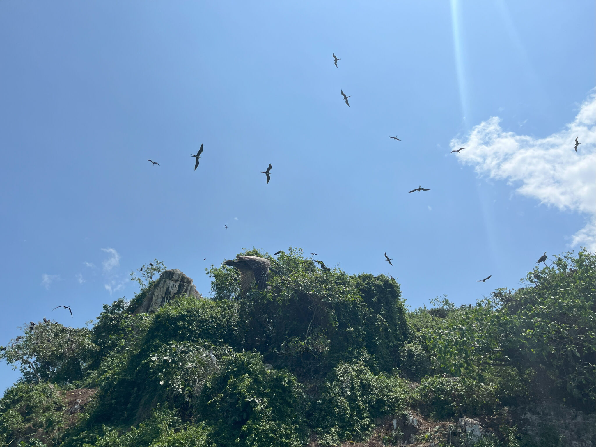 Pelicans and other birds fly over mangroves