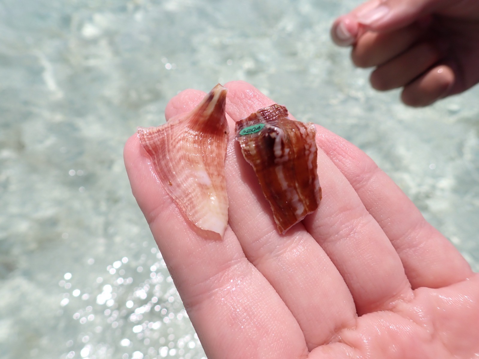 A person holds two juvenile conches in their hand