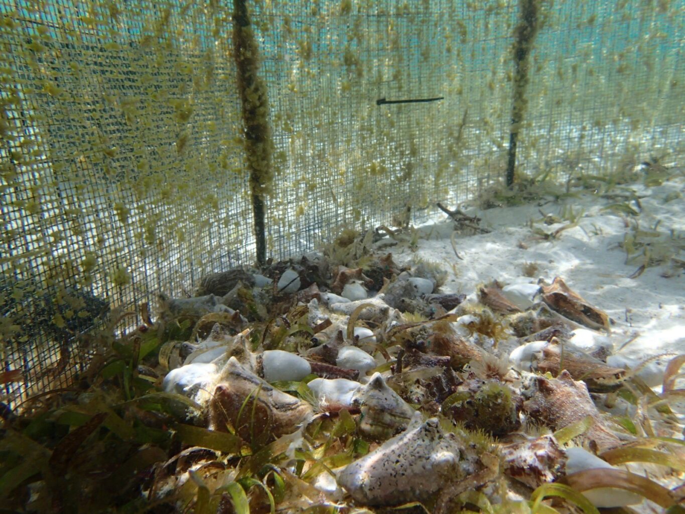 A group of conch in their underwater hatchery