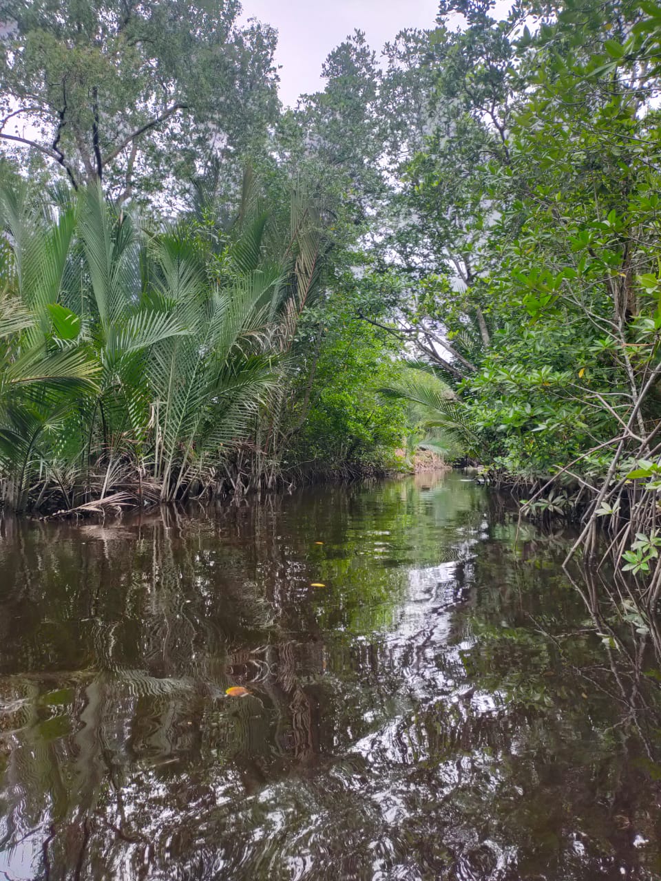 Trees and plants regrowing in the ponds