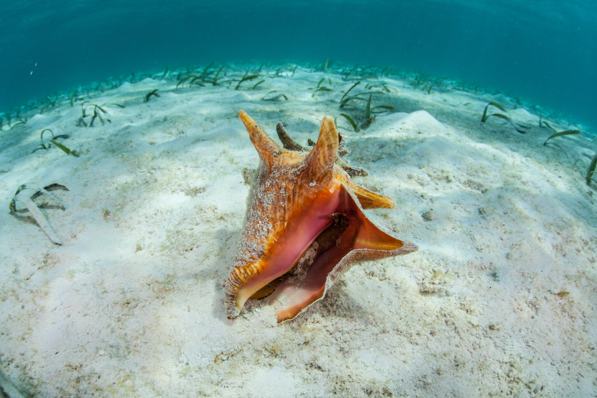 Juvenile Queen conch successfully relocated to marine park - Seacology