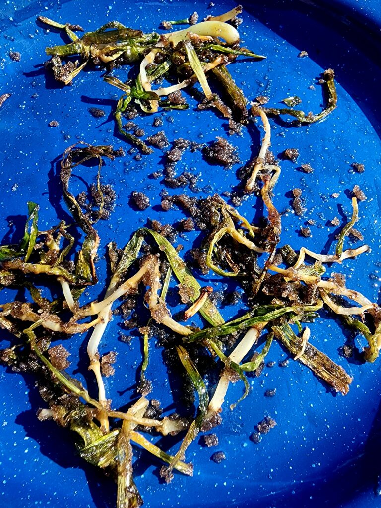 Collected eelgrass laying out on a blue background