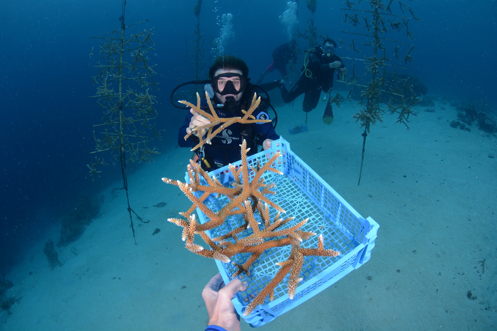 Corals In Our Nurseries - Reef Renewal Curacao