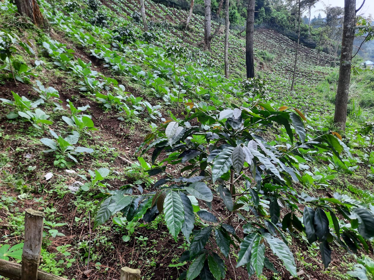 Rows of green plants on a hillside