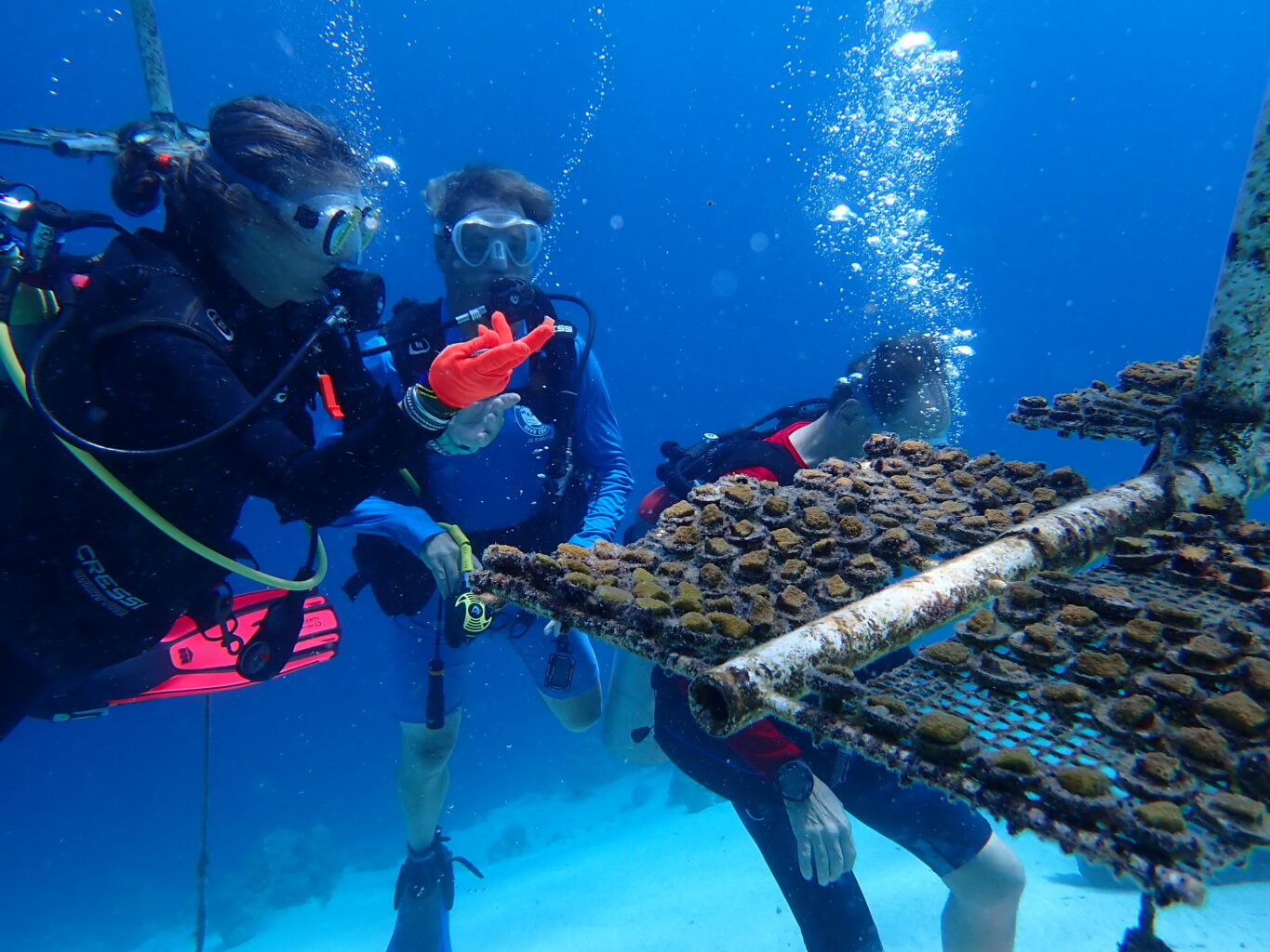 Three people in scuba gear look at a coral propagation structure underwater