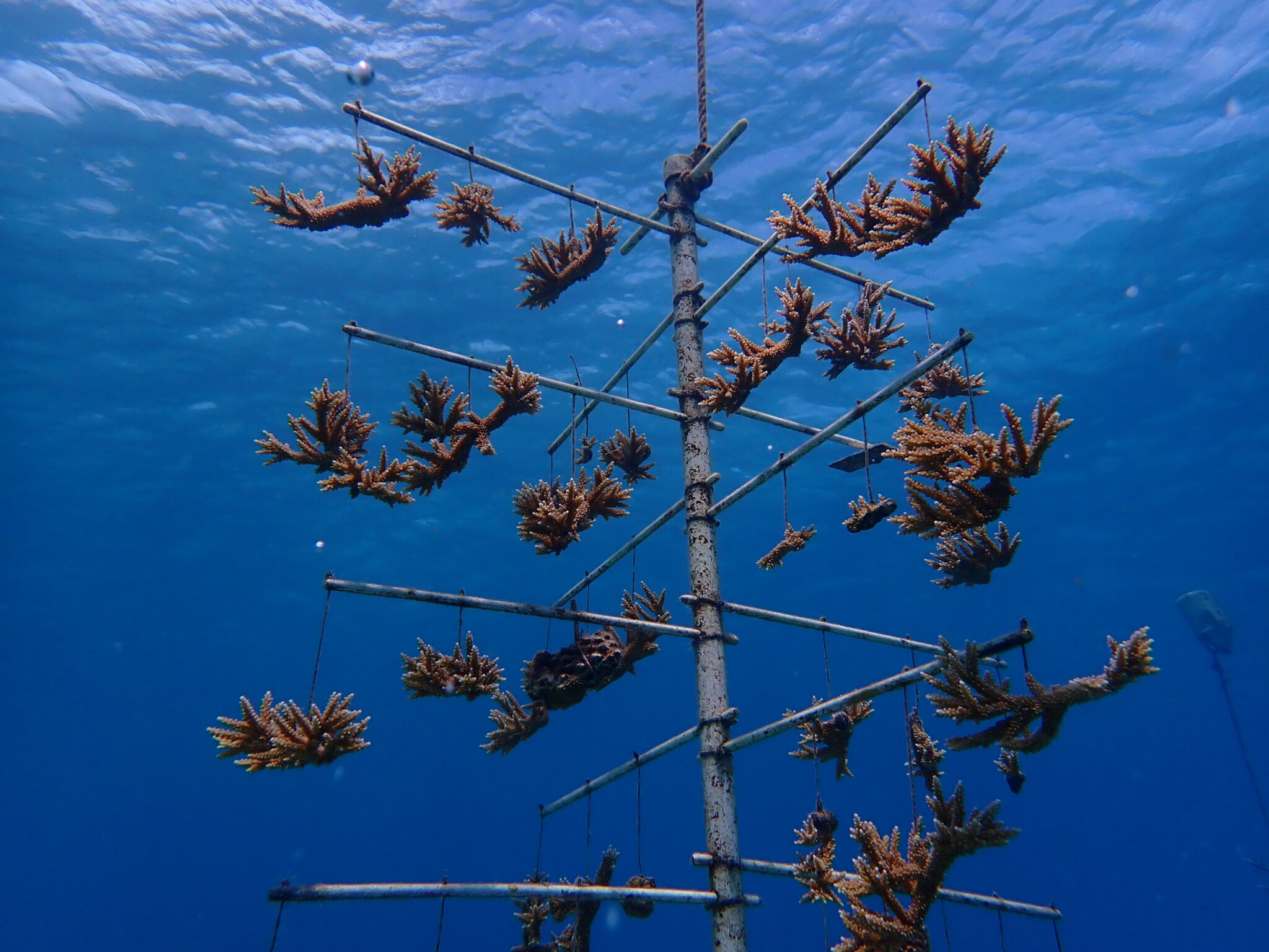 A large branching metal structure holding new coral growth underwater