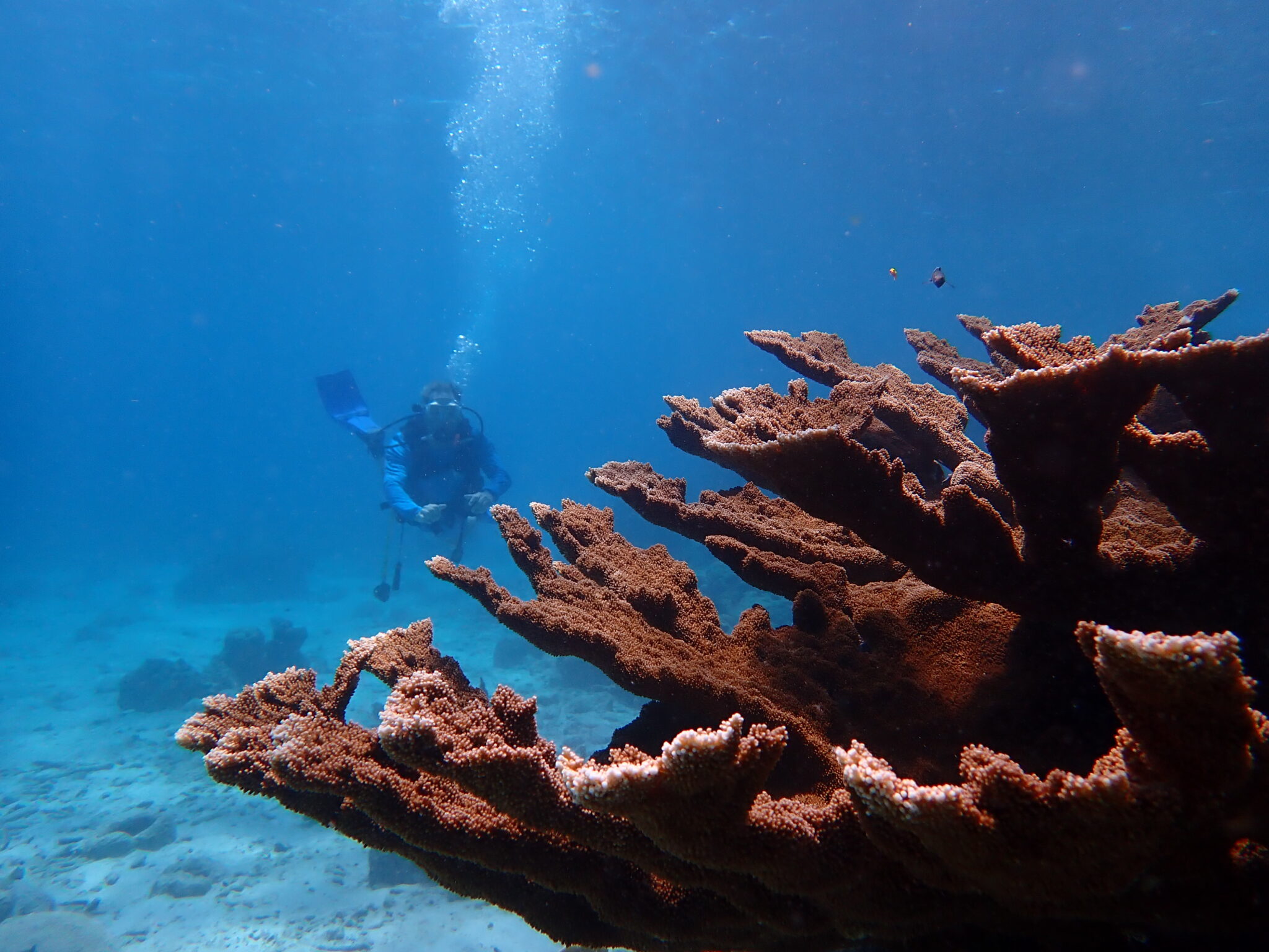 A large reddish-brown coral with a diver in the background
