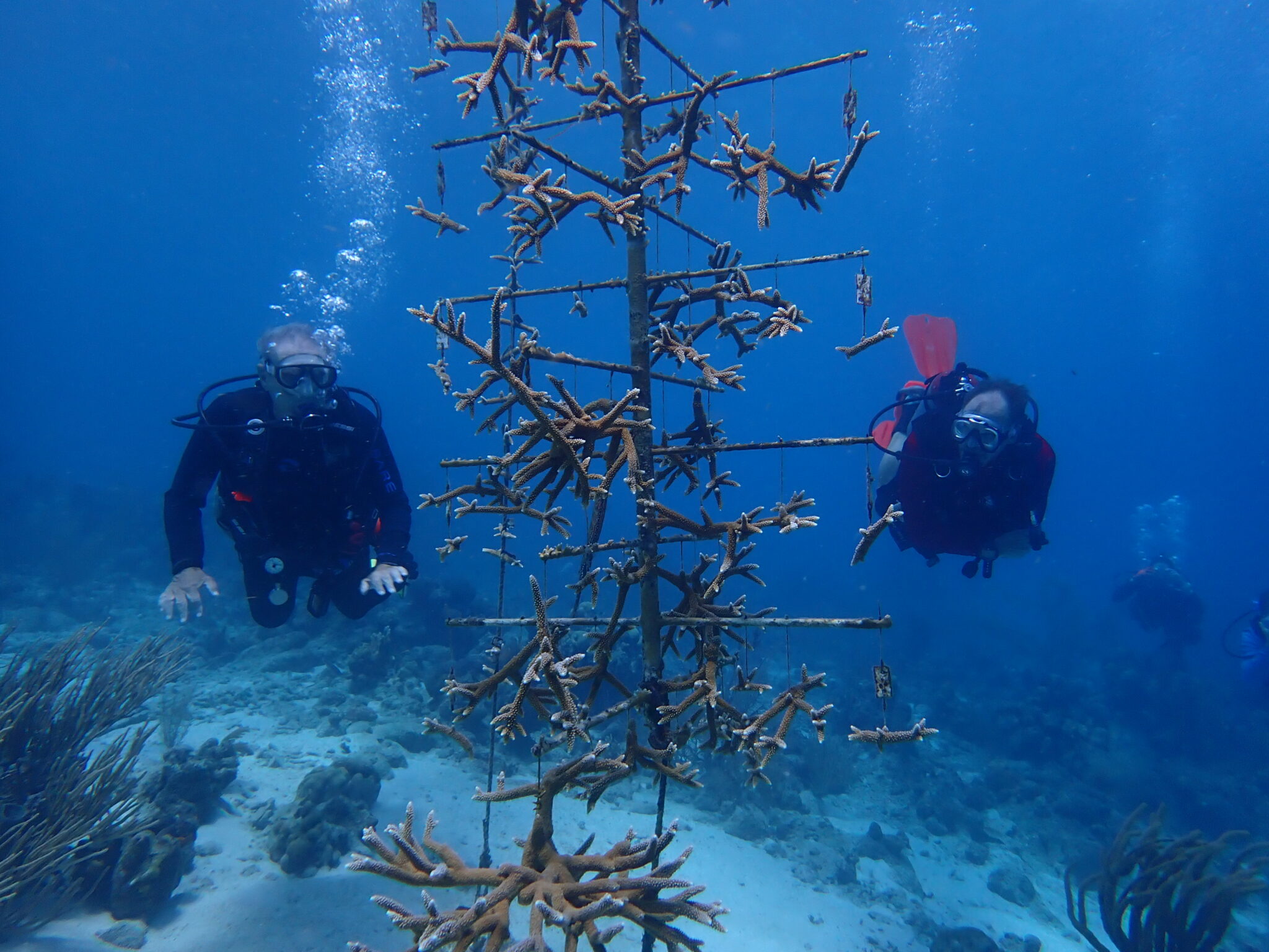 A large branching metal structure holding new coral growth underwater with two divers