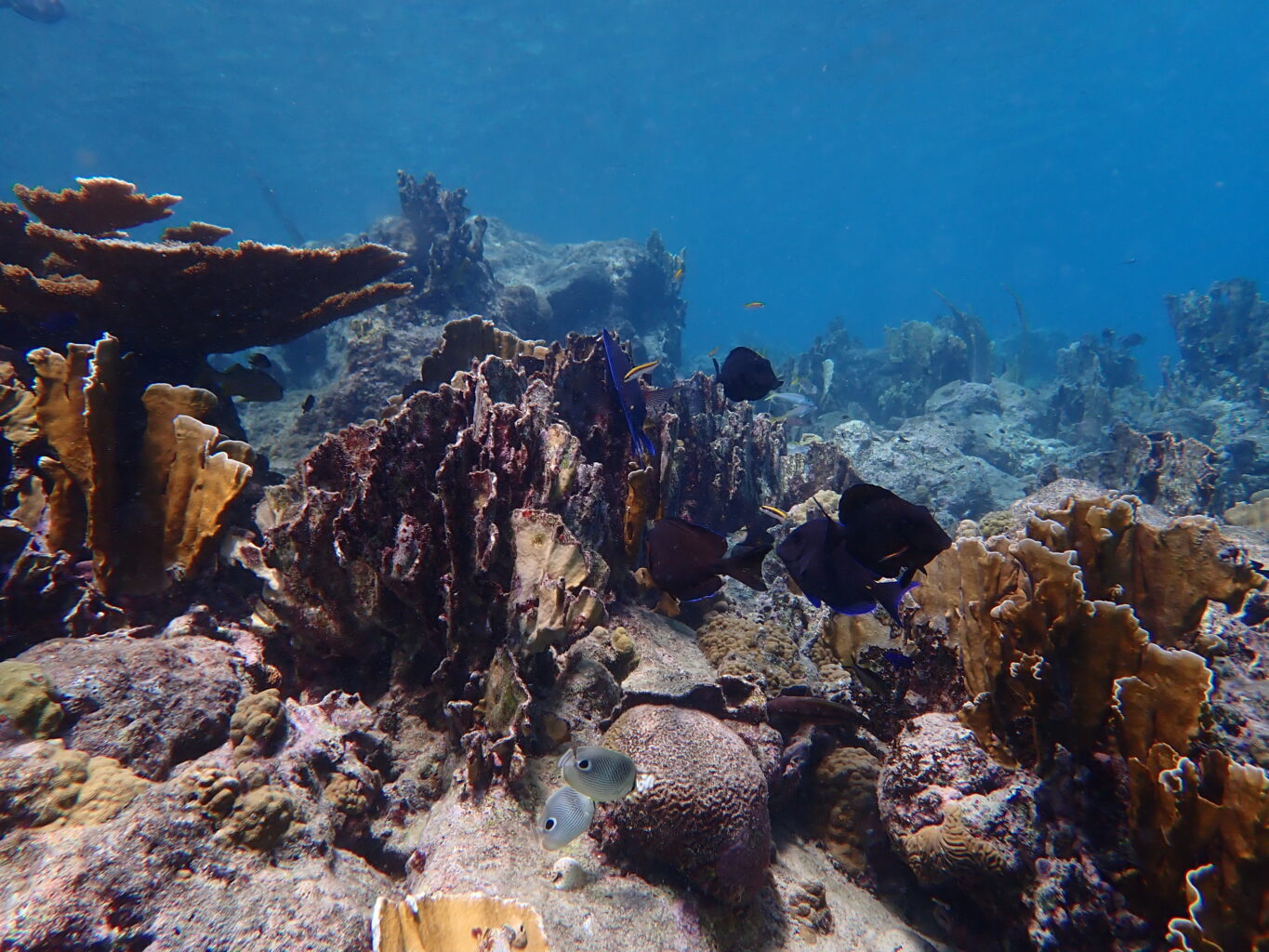 Coral growth on the ocean floor