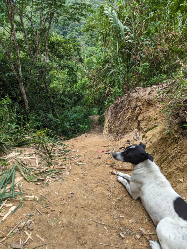 A white and black spotted dog lies on the ground overlooking a dropoff with trees