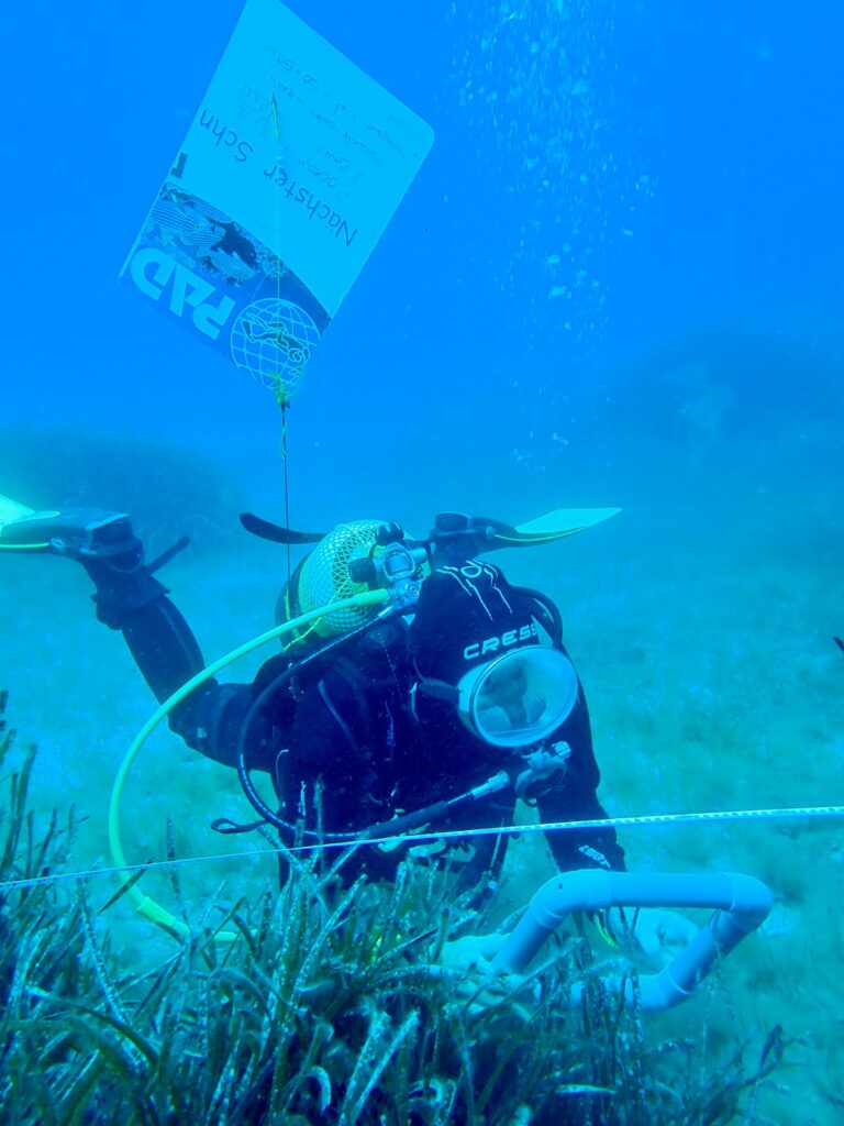 Diver replanting seagrass