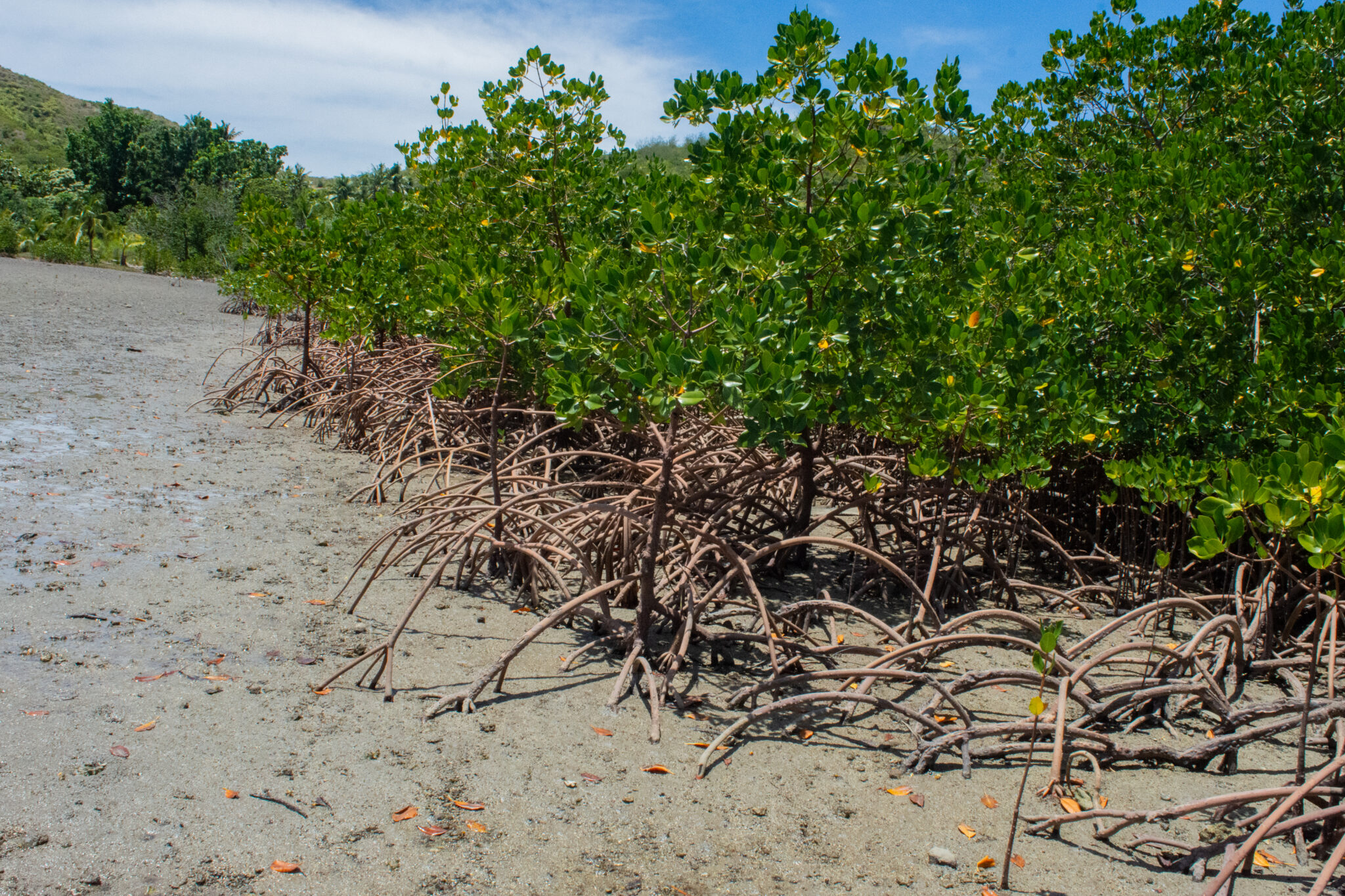 Closeup of mangrove trees growing on beach