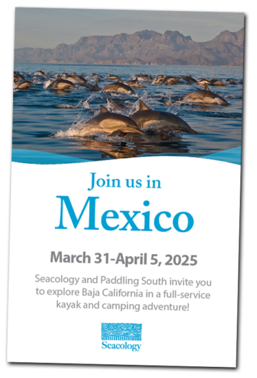 Mexico trip brochure with swimming dolphins.